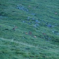 1809 BG Hourgade 09 (2150 visites) 1809 BG Hourgade 09