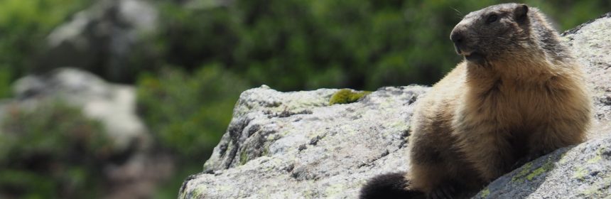 rencontre ours pyrénées