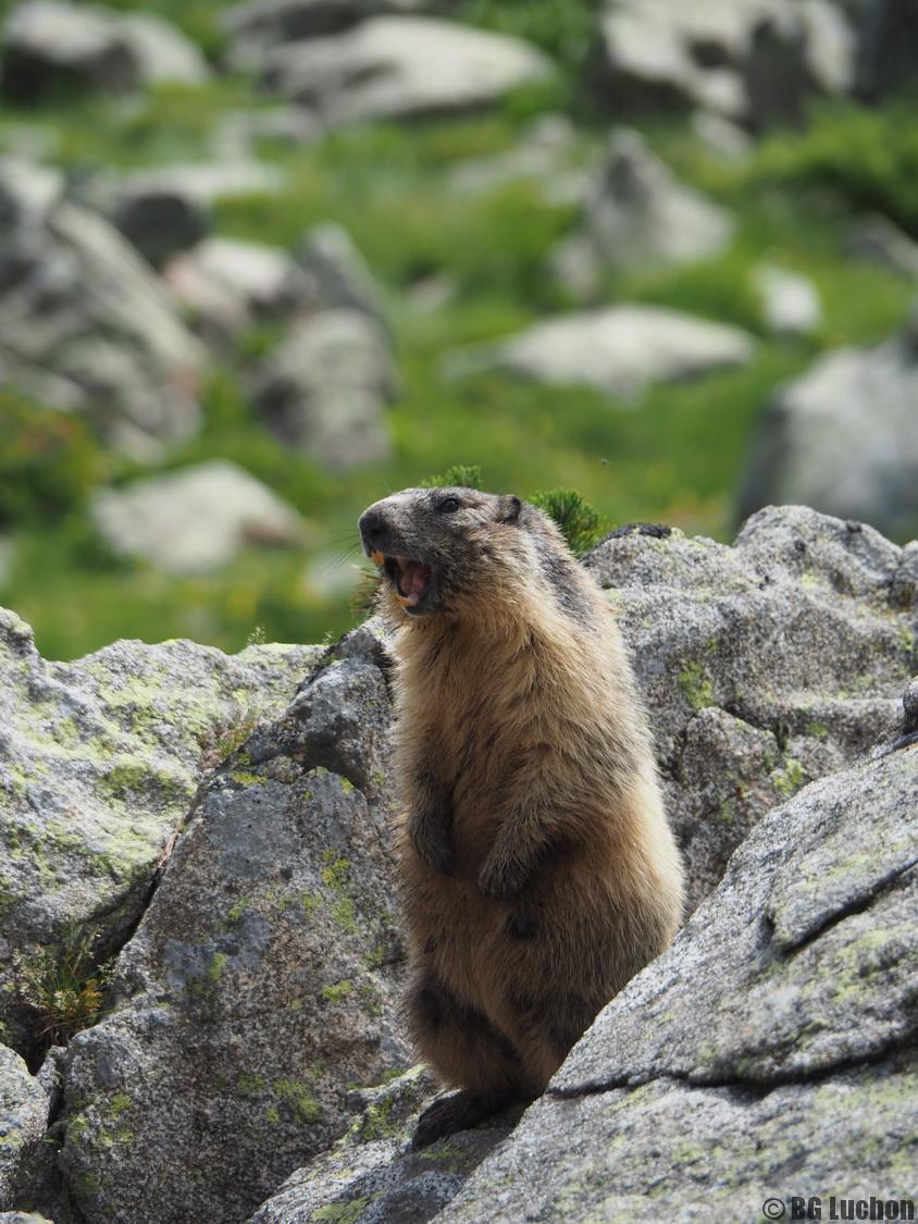 rencontres animaux