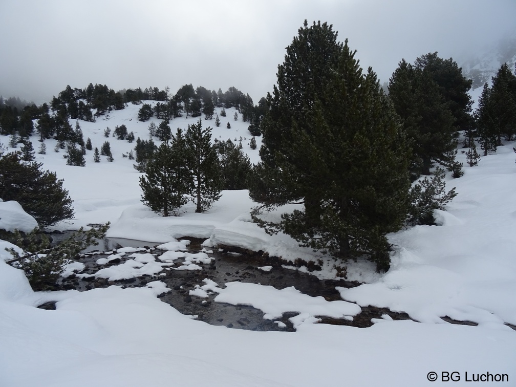 BG Baciver 03 (2809 visites) BG Baciver 03