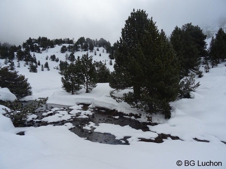 BG Baciver 03 (2799 visites) BG Baciver 03
