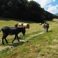 1607 BG Rando âne Mayregne 03 (2171 visites) 1607 BG Rando âne Mayregne 03