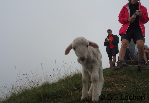 Randonnée - Petite Journée - Un agneau au Poujastou