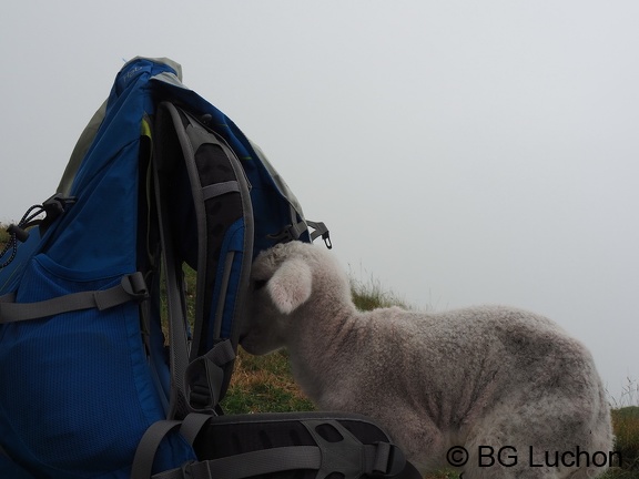 1607 BG Lucky au Poujastou 03 (2263 visites) 1607 BG Lucky au Poujastou 03