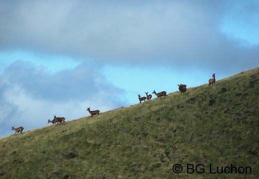 1607 BG Animaux 06