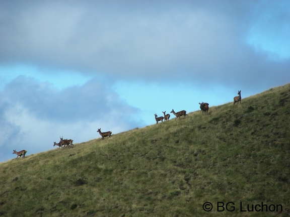 1607 BG Animaux 06