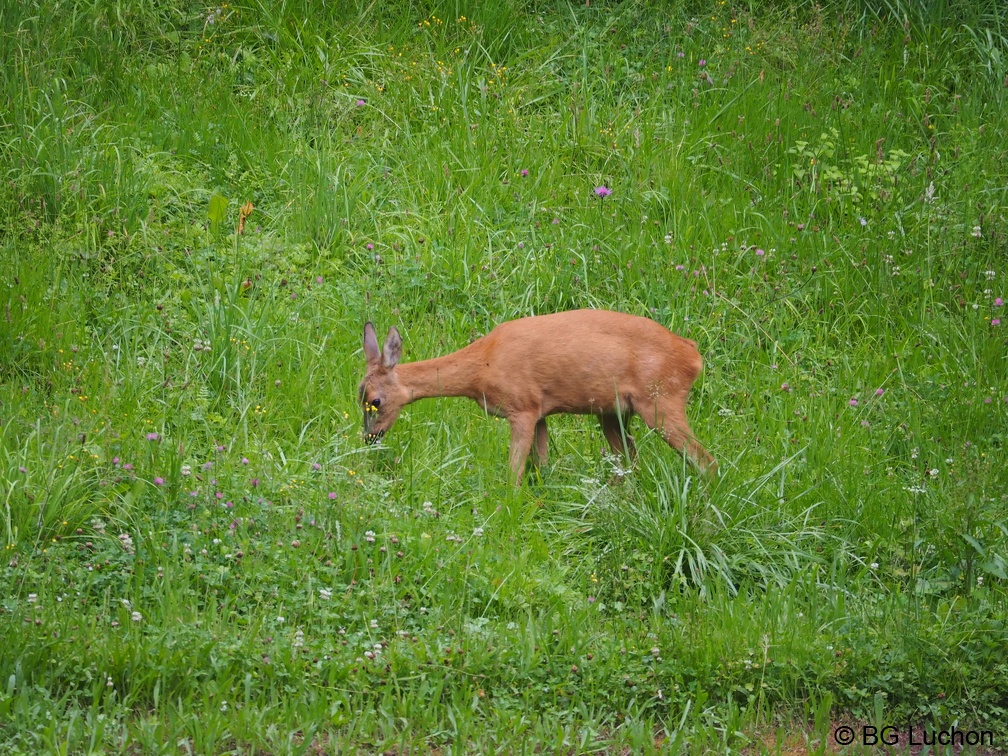 1607 BG Animaux 07 (2335 visites) 1607 BG Animaux 07