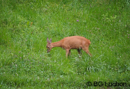 1607 BG Animaux 07