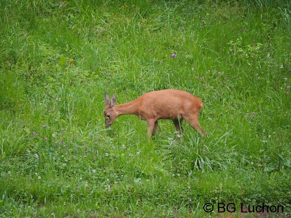 1607 BG Animaux 07