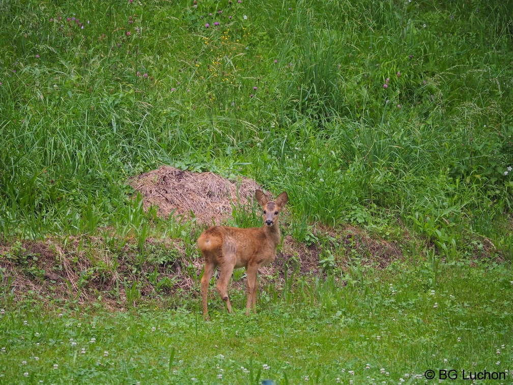 1607 BG Animaux 08 (2223 visites) 1607 BG Animaux 08