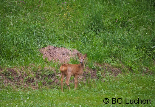 1607 BG Animaux 08 (1413 visits) 1607 BG Animaux 08