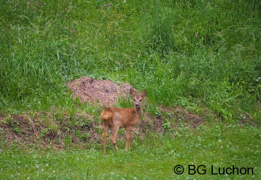 1607 BG Animaux 08