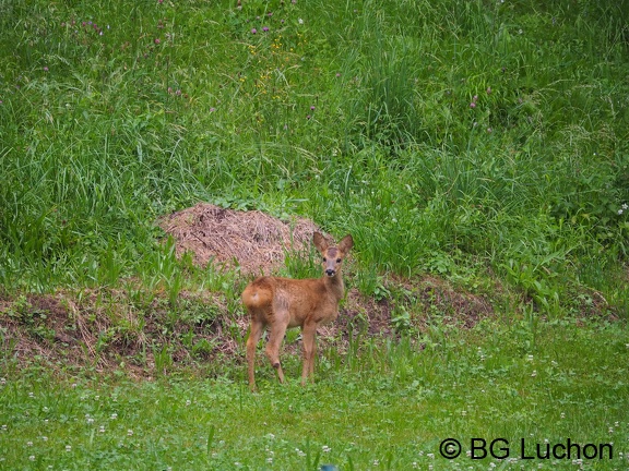 1607 BG Animaux 08