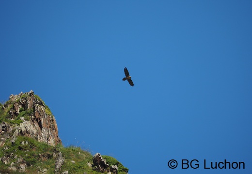 1607 BG Animaux 09 (1367 visits) 1607 BG Animaux 09