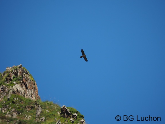 1607 BG Animaux 09