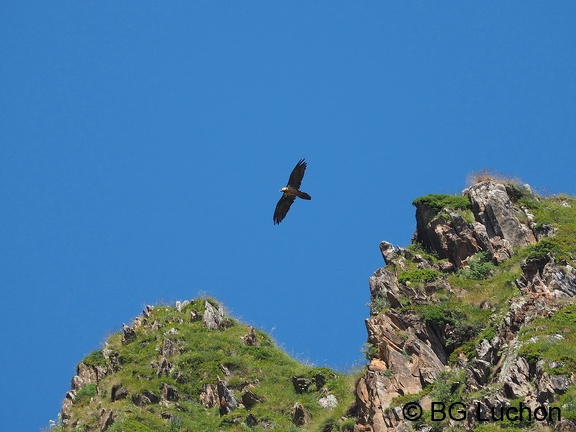 1607 BG Animaux 10