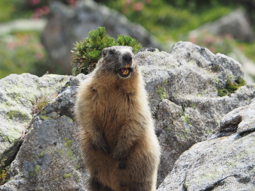 1607 BG Animaux 12 (2288 visites) 1607 BG Animaux 12