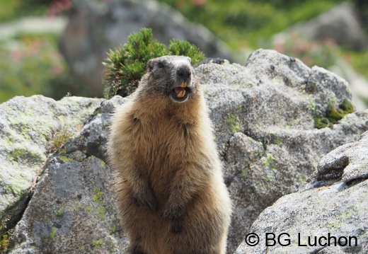 1607 BG Animaux 12 (1450 visits) 1607 BG Animaux 12