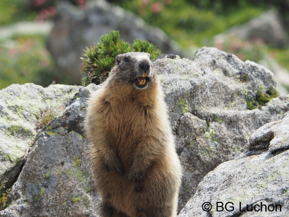1607 BG Animaux 12