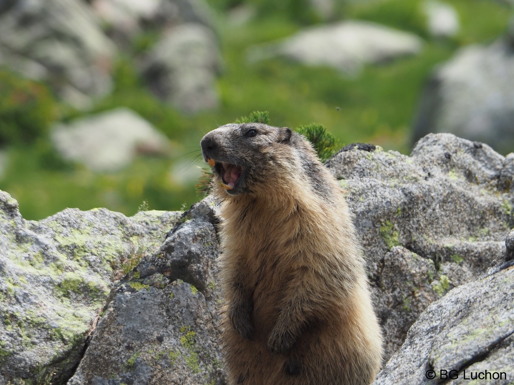 1607 BG Animaux 13 (2294 visites) 1607 BG Animaux 13