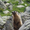 1607 BG Animaux 13 (2274 visites) 1607 BG Animaux 13