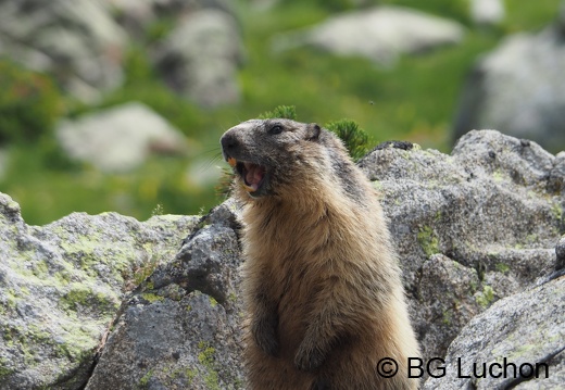 1607 BG Animaux 13 (1438 visits) 1607 BG Animaux 13