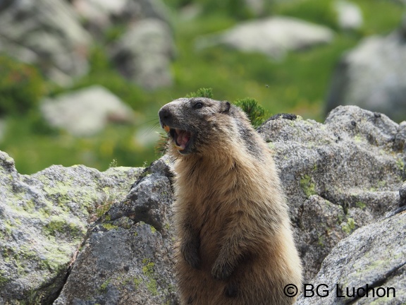 1607 BG Animaux 13