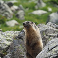 1607 BG Animaux_13.JPG
