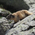1607 BG Animaux 11 (2592 visites) 1607 BG Animaux 11