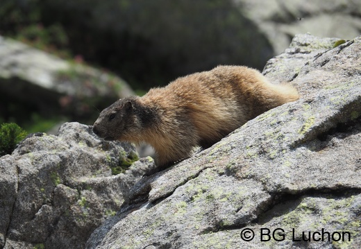 1607 BG Animaux 11 (1724 visits) 1607 BG Animaux 11