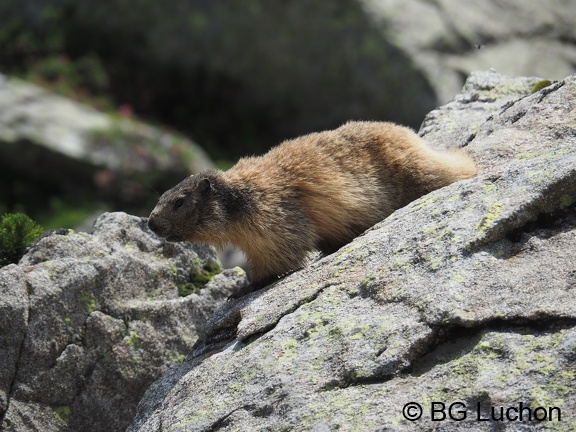 1607 BG Animaux 11