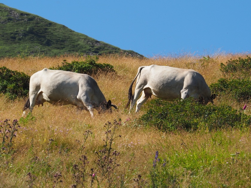 1608 BG Animaux 07