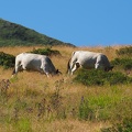 1608 BG Animaux 07 (2212 visites) 1608 BG Animaux 07