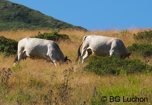 1608 BG Animaux 07 (1361 visits) 1608 BG Animaux 07