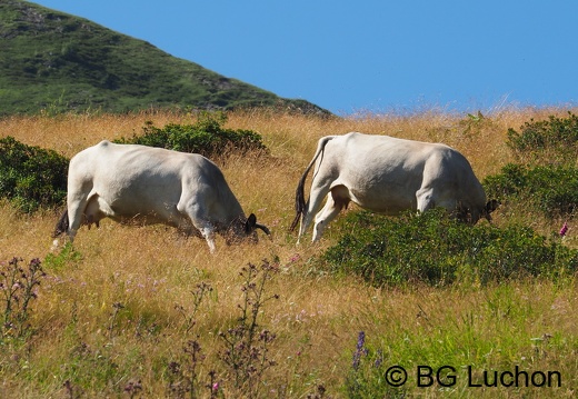 1608 BG Animaux 07