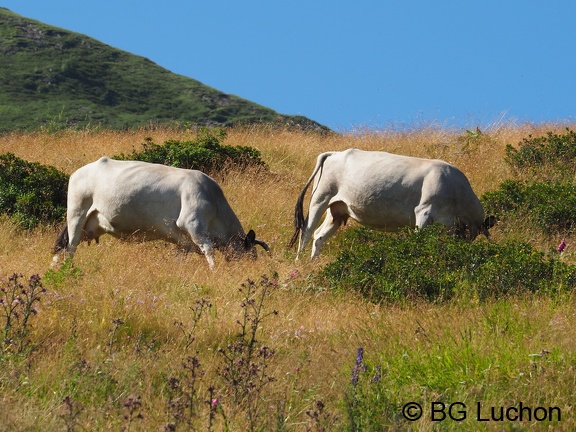 1608 BG Animaux 07 (2228 visites) 1608 BG Animaux 07