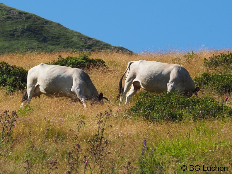1608 BG Animaux 07 (2228 visites) 1608 BG Animaux 07