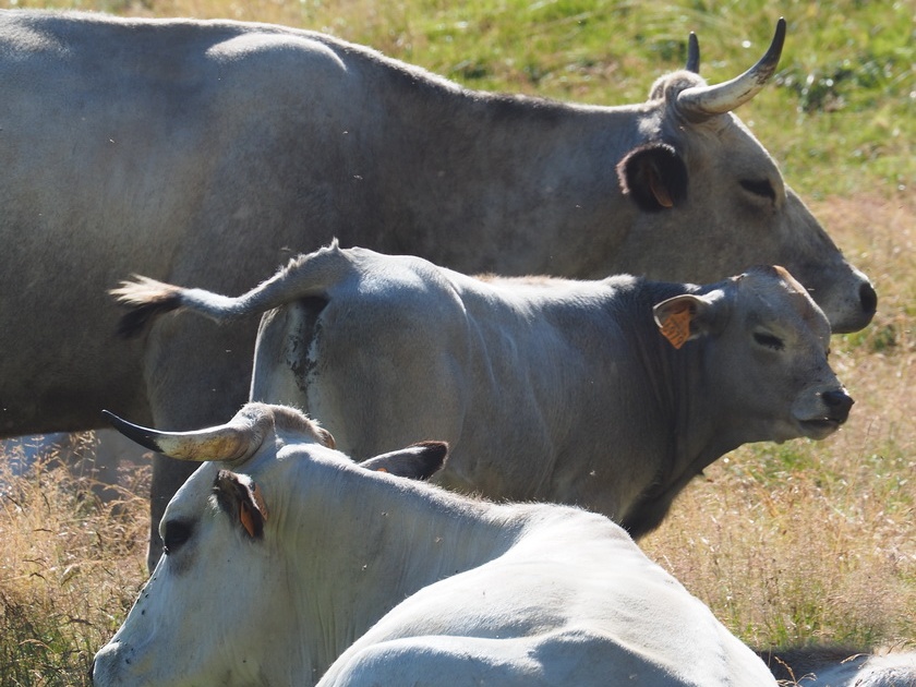 1608 BG Animaux 09 (2170 visites) 1608 BG Animaux 09