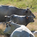 1608 BG Animaux 09 (2155 visites) 1608 BG Animaux 09