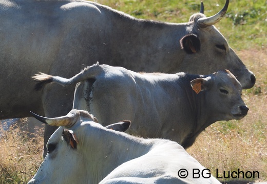 1608 BG Animaux 09 (1383 visits) 1608 BG Animaux 09