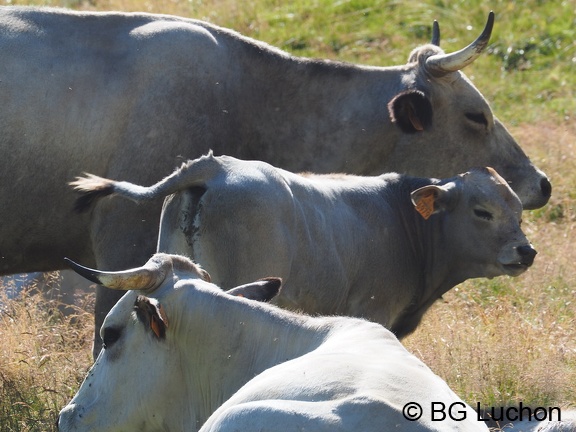 1608 BG Animaux 09 (2170 visites) 1608 BG Animaux 09