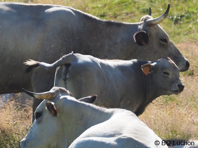 1608 BG Animaux 09 (2170 visites) 1608 BG Animaux 09