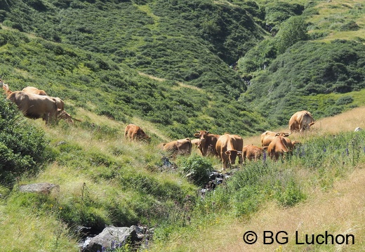 1608 BG Animaux 17 (1204 visits) 1608 BG Animaux 17