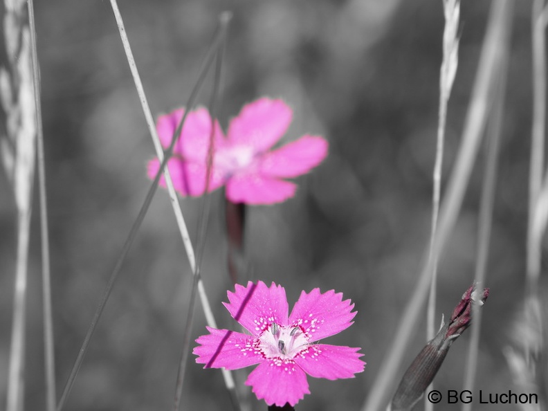 1608 BG Animaux 19 (2451 visites) 1608 BG Animaux 19