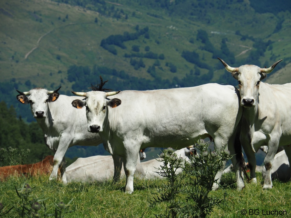 1608 BG Animaux 29 (2163 visites) 1608 BG Animaux 29