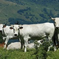 1608 BG Animaux 29 (2148 visites) 1608 BG Animaux 29