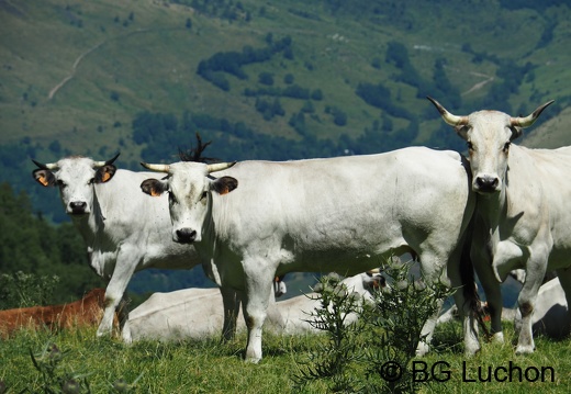 1608 BG Animaux 29 (1322 visits) 1608 BG Animaux 29