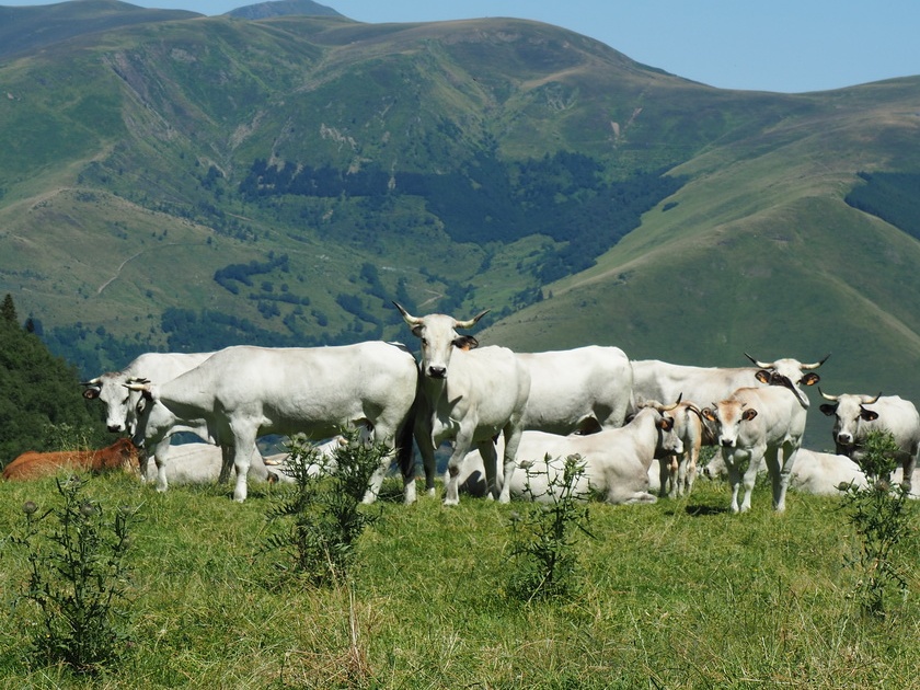 1608 BG Animaux 30 (2066 visites) 1608 BG Animaux 30