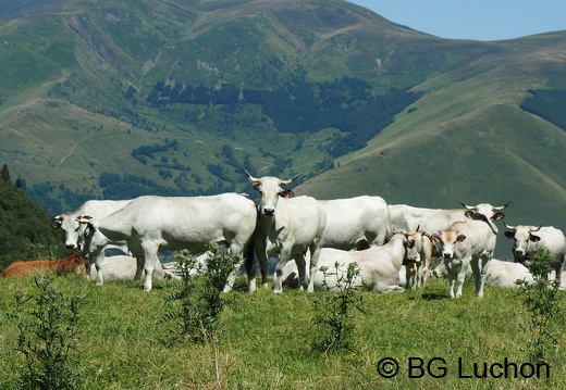1608 BG Animaux 30 (1205 visits) 1608 BG Animaux 30