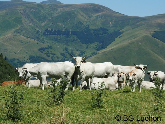 1608 BG Animaux 30 (2066 visites) 1608 BG Animaux 30